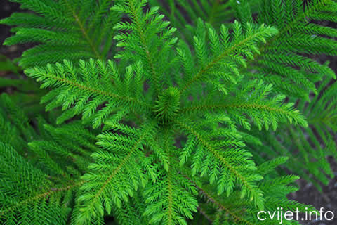 Araucaria2.jpg