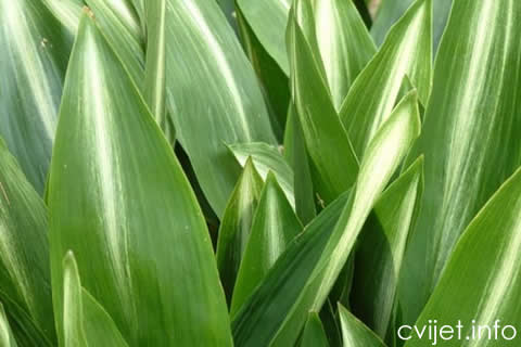 Aspidistra-cvijet1.jpg