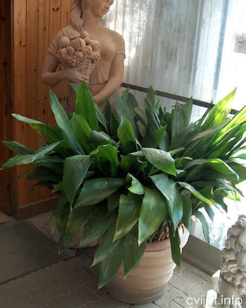 Aspidistra-cvijet2.jpg