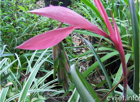 Billbergia-1.jpg