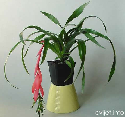 Billbergia-2.jpg