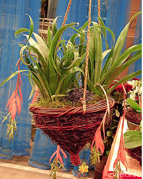 Billbergia-3.jpg