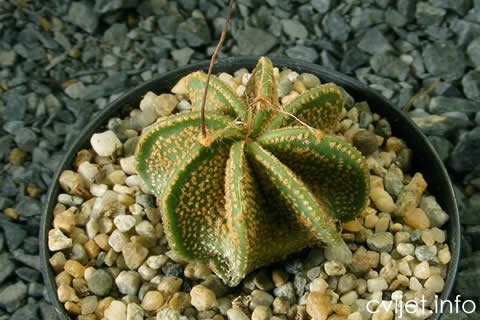 Biskupska kapa - Astrophytum capricorne1.jpg