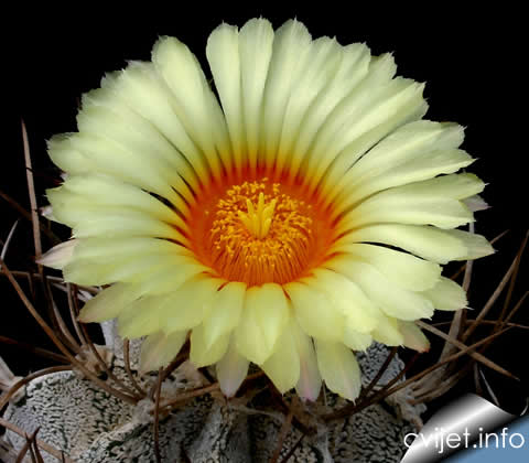 Biskupska kapa - Astrophytum capricorne2.jpg