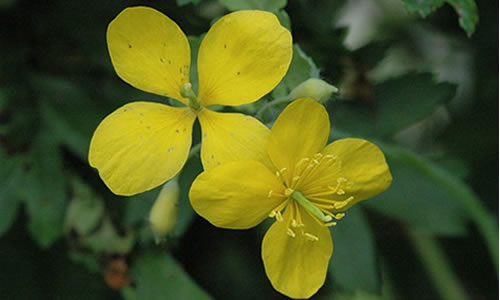 Chelidonium majus.jpg
