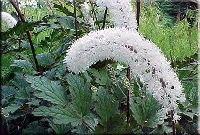 Cimicifuga_simplex___.jpg