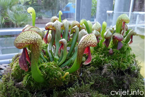 Darlingtonia-1.jpg