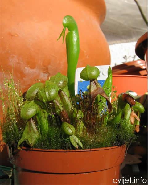 Darlingtonia-2.jpg