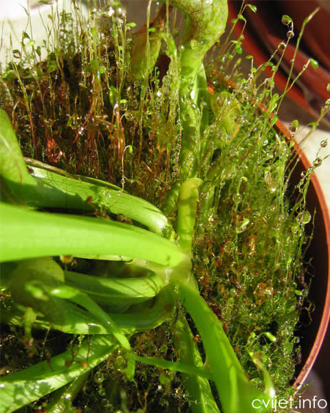 Darlingtonia-3.jpg