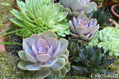 Echeveria.jpg