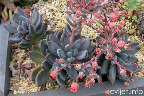 Echeveria1.jpg