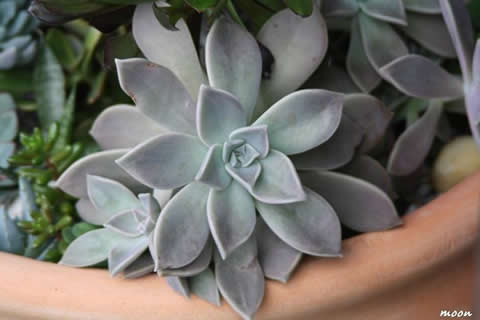 Graptopetalum Paraquayense2.jpg