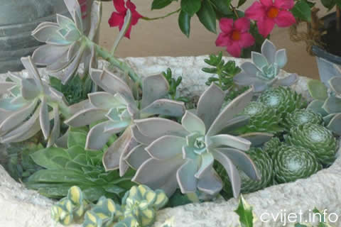 Graptopetalum Paraquayense3.jpg