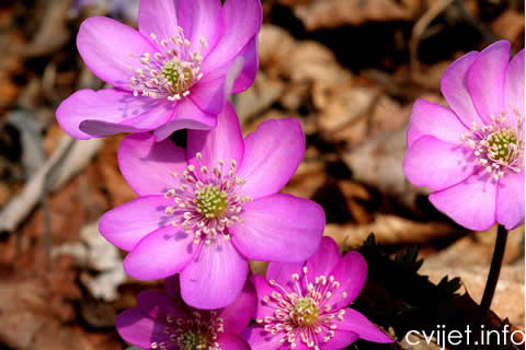 HEPATICA1.jpg