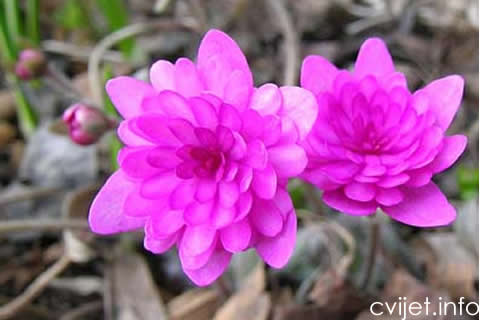 HEPATICA2.jpg