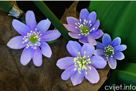 HEPATICA3.jpg