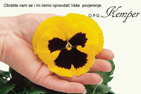 prodaja maćuhica PRODAJA cvijeća.jpg