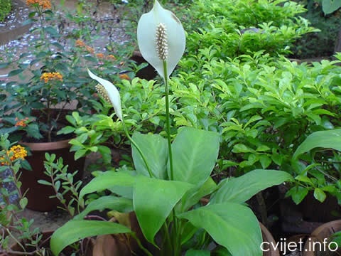 Spatifilum - spathiphyllum 1.jpg