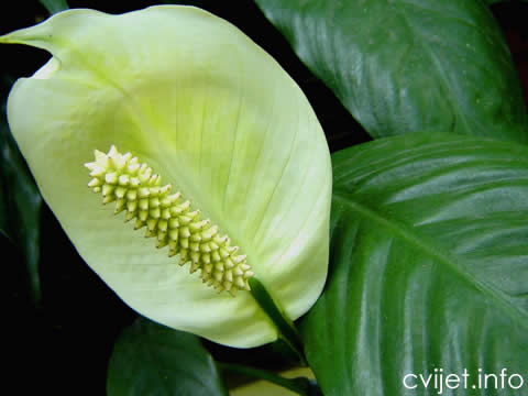 Spatifilum - spathiphyllum 2.jpg