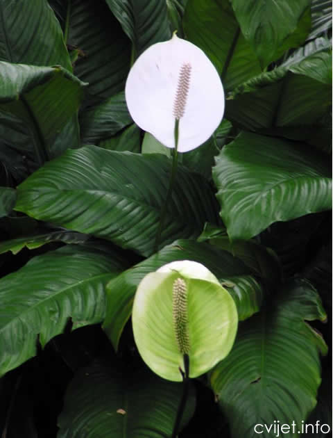 Spatifilum - spathiphyllum 3.jpg