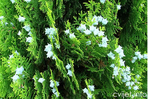 Thuja orientalis1.jpg