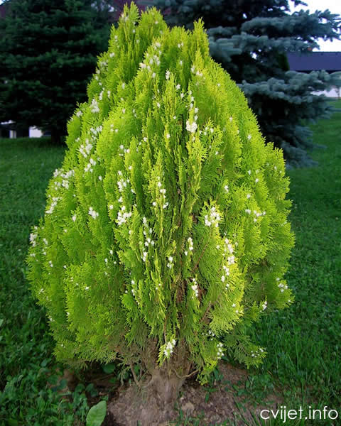 Thuja orientalis2.jpg