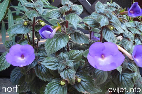 achimenes1 .jpg