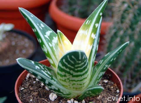 alojevera.jpg