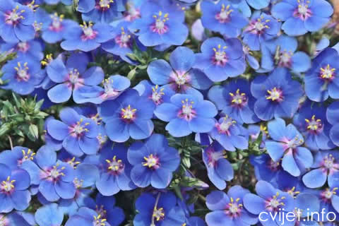 KRIKA - Anagallis monelli aneles3.jpg