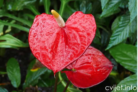 anthurium2.jpg