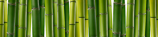 bambusa.jpg
