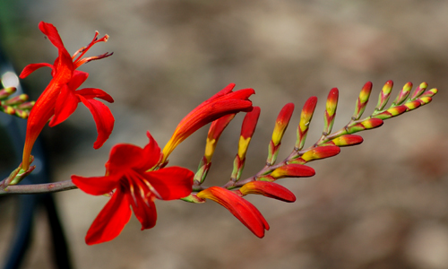 crocosmia_large.jpg