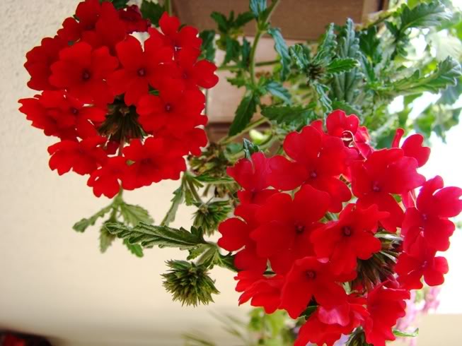 cvijet verbena cv10.jpg