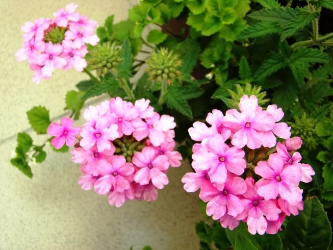 cvijet verbena cv12.jpg