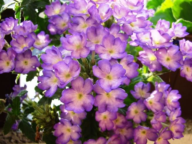 cvijet verbena cv9.jpg