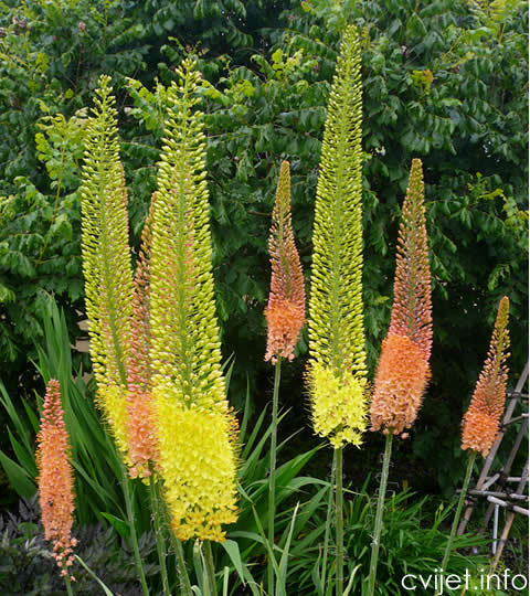 eremurus1.jpg