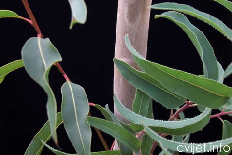 eukaliptus123.jpg