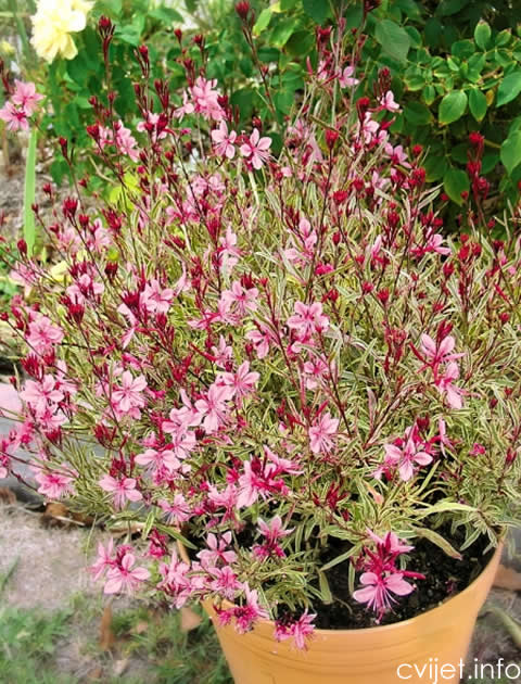 gaura2.jpg