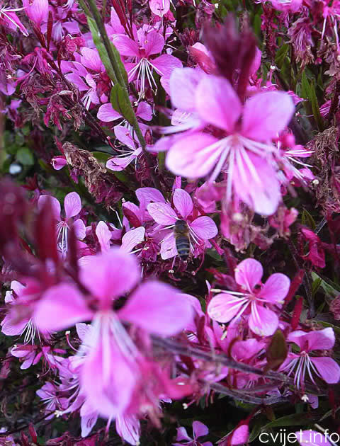 gaura3.jpg