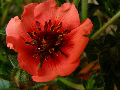 geum-crveni.jpg