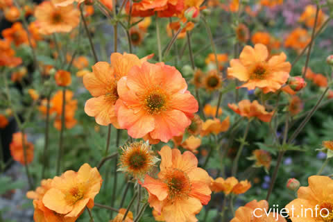 geum1.jpg