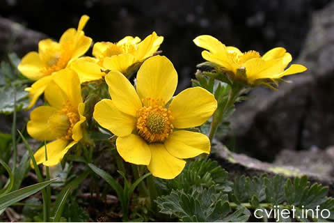 geum2.jpg