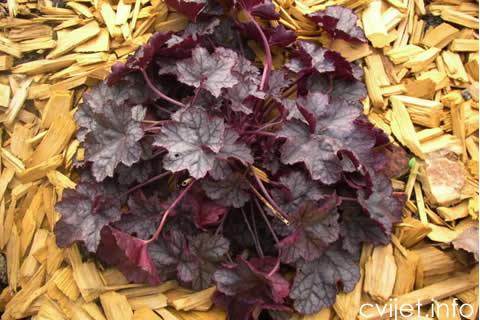 heuchera.jpg