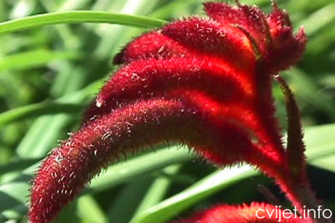 klokanova šapa - Anigozanthos flavidus1.jpg