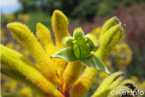 klokanova šapa - Anigozanthos flavidus2.jpg