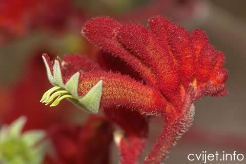 klokanova šapa - Anigozanthos flavidus3.jpg