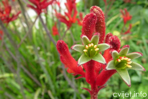 klokanova šapa - Anigozanthos flavidus4.jpg
