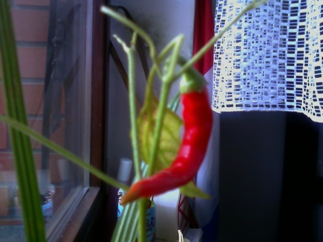 paprika.jpg