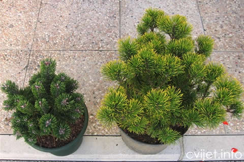 pinus mugo1.jpg