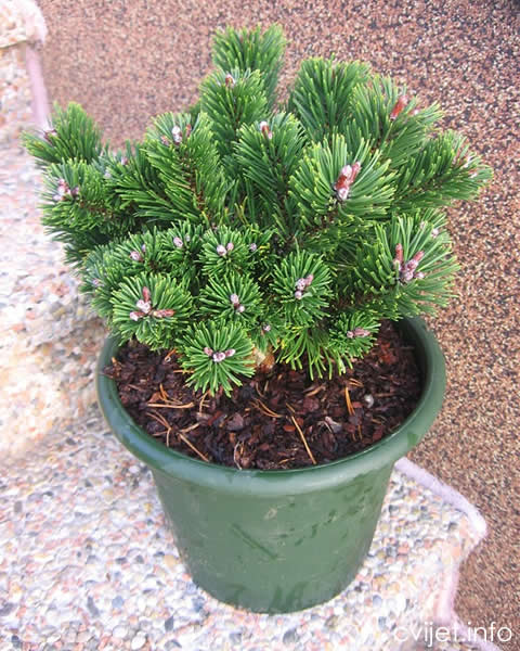 pinus mugo2.jpg